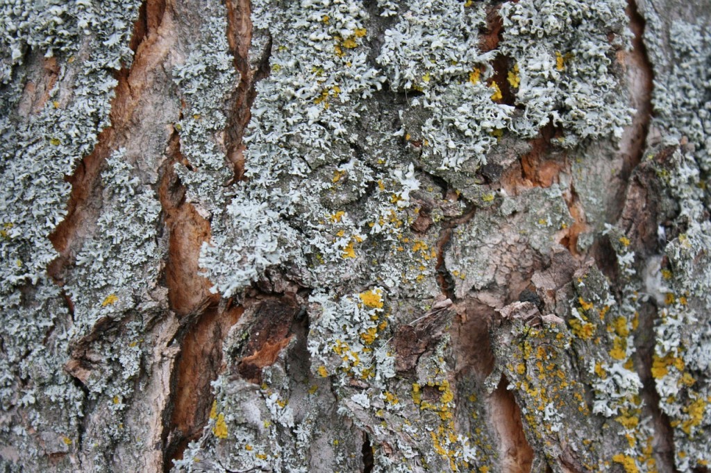 Bark 435204 1280 1 1024x682