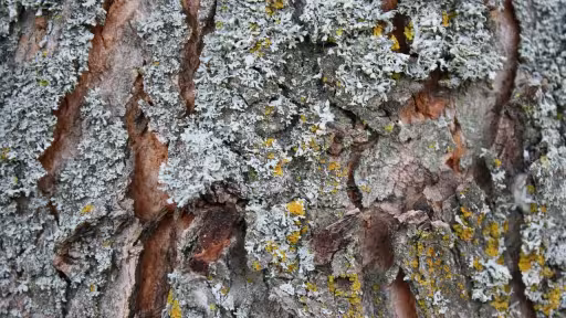 Bark 435204 1280 1 1024x682